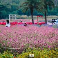 Hokkaido Flower Park Khaoyai