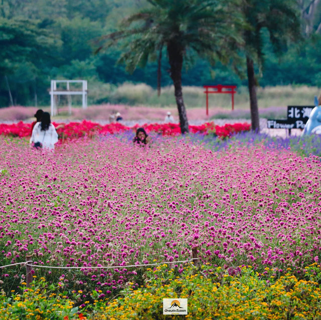 Hokkaido Flower Park Khaoyai