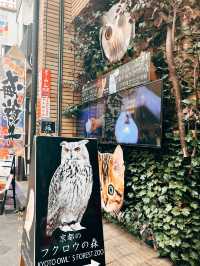 🇯🇵日本京都的貓頭鷹森林👣貓頭鷹迷一定不要錯過呀☺️