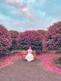 겨울 제주여행을 간다면 꼭 가야하는 동백포레스트🌺