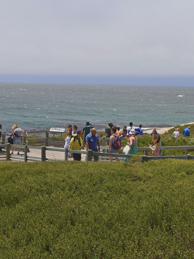 Boulders Beach : Simon's Town หาดแพนกวิ้น