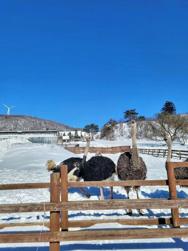 눈쌓인 동물체험장 어떤데🥹❄️