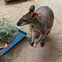 Marvelous Petting Zoo in the city!
