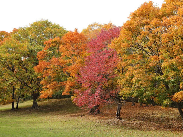 Asahiyama Memorial Park 