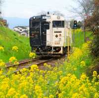 鹿兒島縣，指宿油菜花