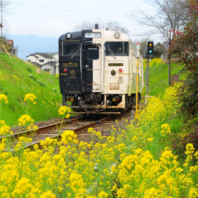鹿兒島縣，指宿油菜花