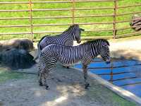 Petting Animal Village, Chiba Zoological Park