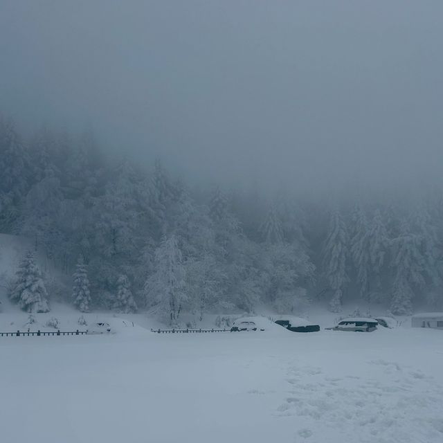 대관령에서 발견한 북해도 감성 스팟❄️