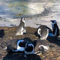 เสิร์ฟความน่ารักของ African Penguins 🐧🤗