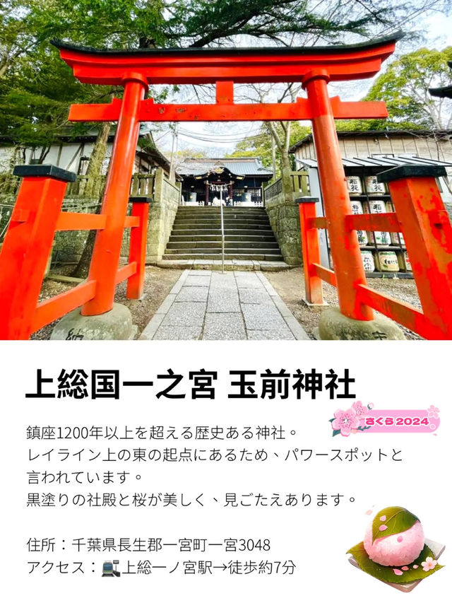 【玉前神社/千葉県】黒塗り社殿と桜の共演