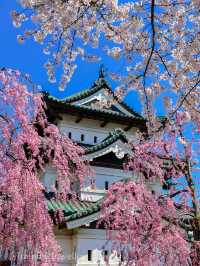 圧巻の桜絶景が盛りだくさん！弘前公園