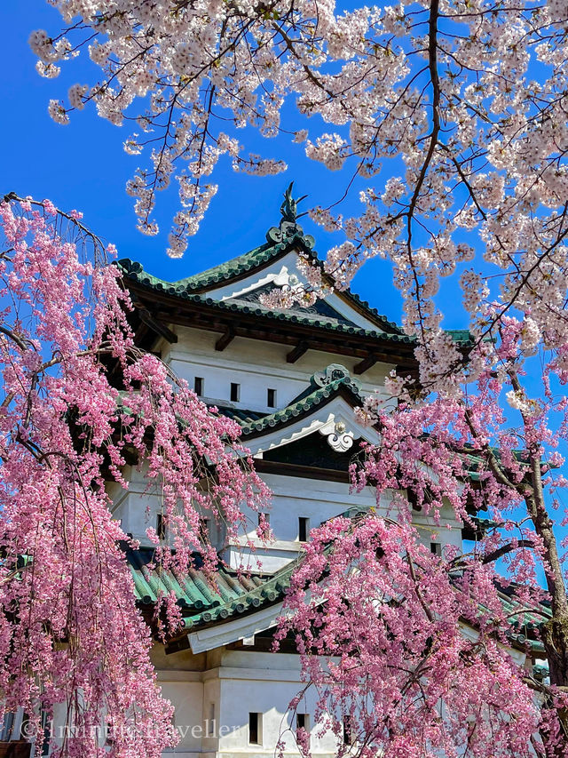 圧巻の桜絶景が盛りだくさん！弘前公園