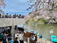 Chidorigafuchi park จุดชมดอกซากุระ ใจกลางโตเกียว
