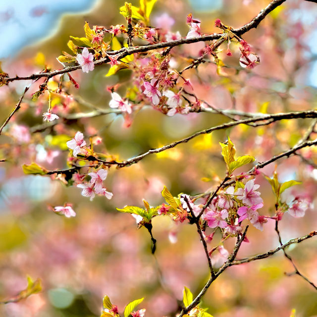 河津桜並木