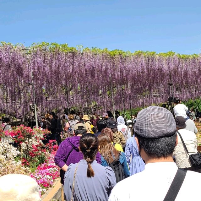 ashikaga flower park 