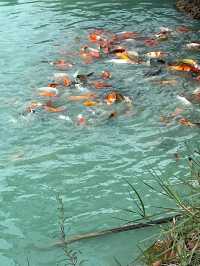 ฟาร์มสุข คาเฟ่   พังโคน