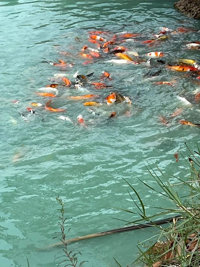 ฟาร์มสุข คาเฟ่   พังโคน