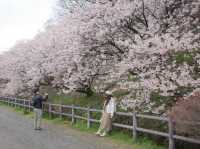 Harumeki Sakura ซากุระบานสวยที่ Kanagawa