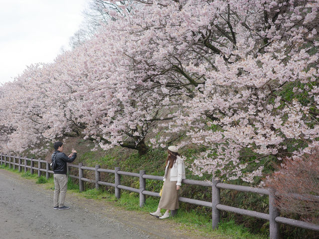Harumeki Sakura ซากุระบานสวยที่ Kanagawa