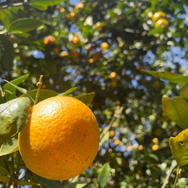 Citrus Bounty: Pick Your Vitamin C Boost