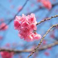 【バラが楽しめる★】神代植物公園