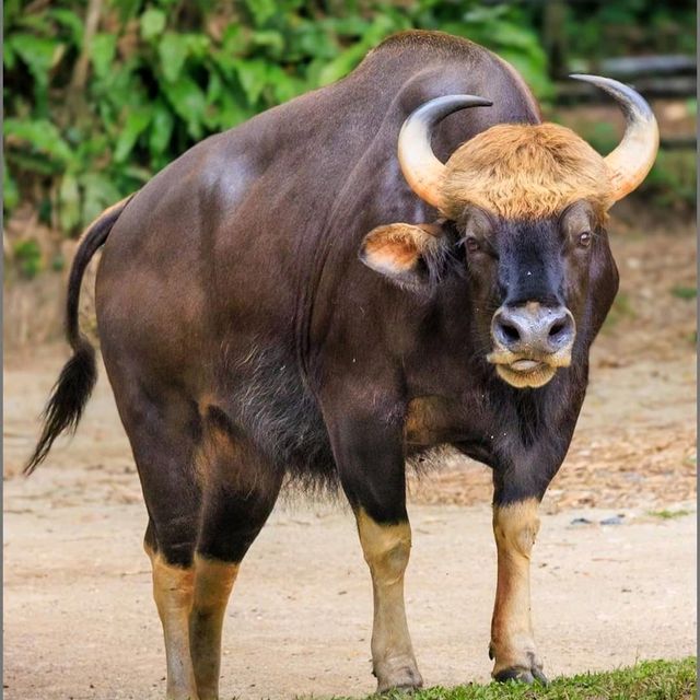 Taiping Zoo