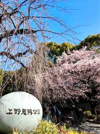 東京賞櫻必到人氣景點 ，逾千棵櫻花樹爭硏鬥麗