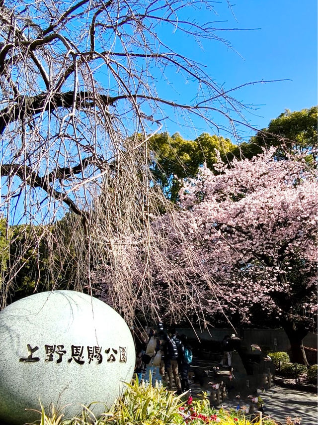 東京賞櫻必到人氣景點 ，逾千棵櫻花樹爭硏鬥麗