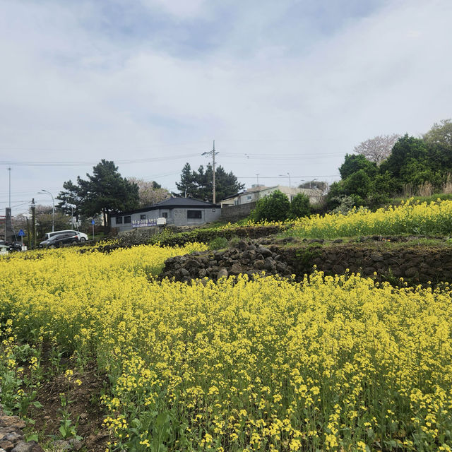 봄에 떠나는 제주여행, 용두암🪨🌼