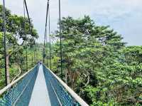 Tree Top Walk