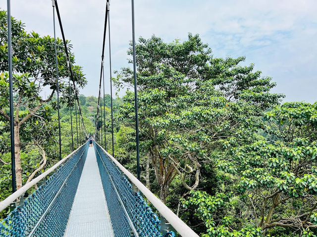 Tree Top Walk