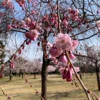 Spring in Kanazawa