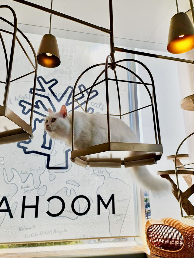 Cat Cafe MOCHA Harajuku