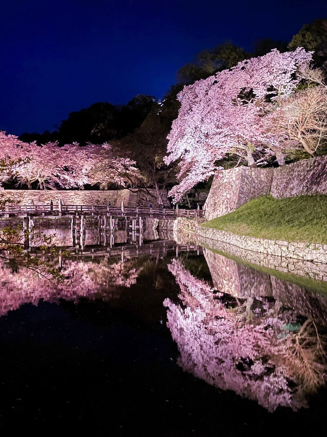 【滋賀】堀の水面に映るリフレクションが素敵すぎるお城の桜