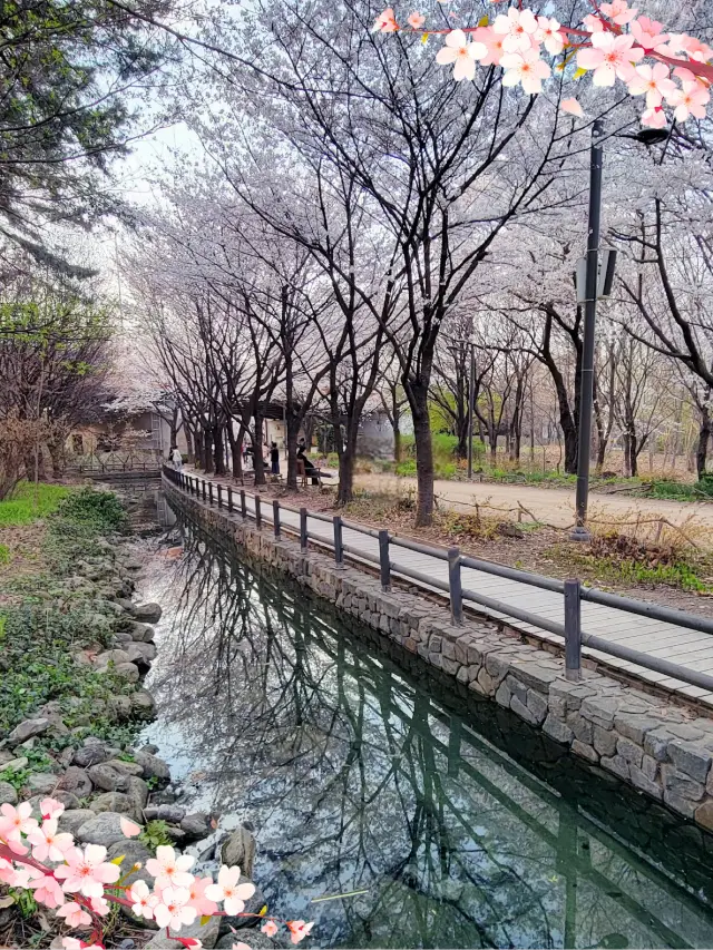 🌸「首爾林公園春日賞櫻，感受城市活力」🌸