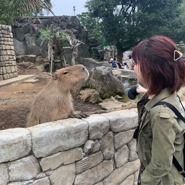 【カピバラ好きには必見★】伊豆シャボテン動物公園