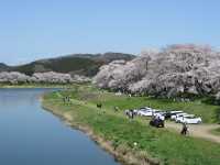 一目千本桜　宮城県の絶景【桜🌸】