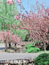 Cherry Blossom in WUXI 