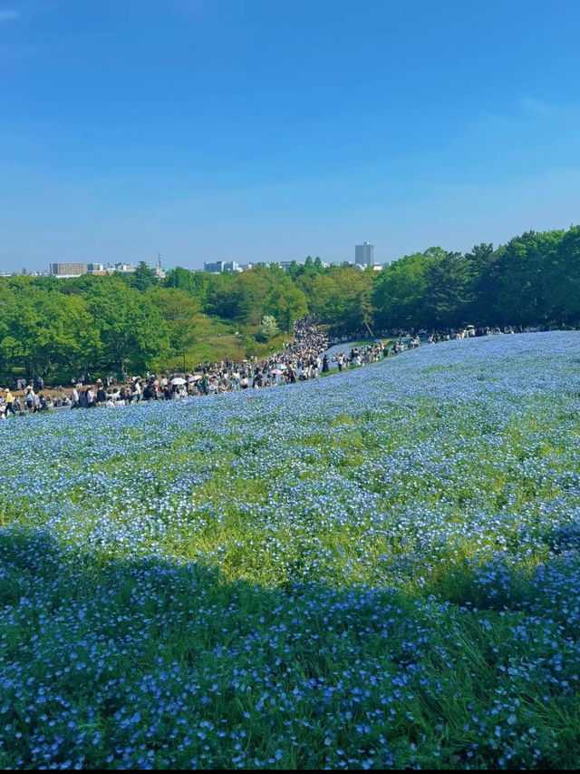 【立川】GWにおすすめ🥳🦋🫧都心から30分で行けるネモフィラ💙🩵【昭和記念公園】