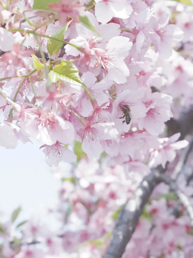 Shanghai Cherry Blossom Spots: Must-Visit Chenshan Botanical Garden