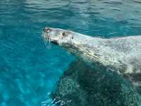 【福岡大分】海洋之卵水族館:海豚、海象表演,特別旅遊體驗