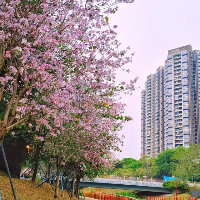 澳門花城公園：自然禪境～漫步放鬆