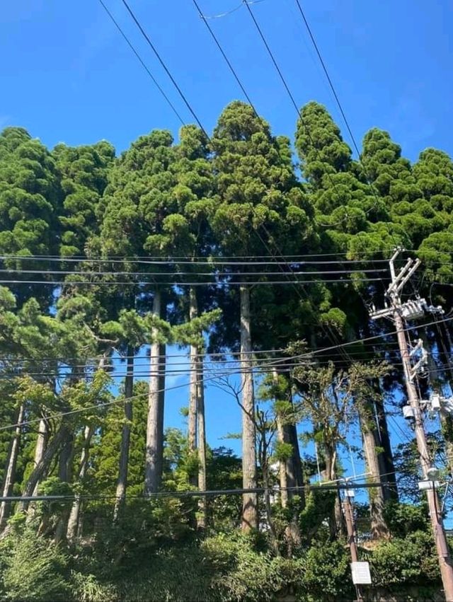 「六甲山牧場」春天好去處，享受大自然與美食的療癒時光