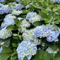 🌸繡球花季開跑囉🏃‍♀️🏃‍♀️🏃‍♀️