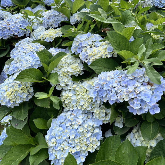 🌸繡球花季開跑囉🏃‍♀️🏃‍♀️🏃‍♀️