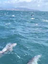 【天草観光】イルカに会える可能性90%以上🐬天草イルカウォッチング🐬