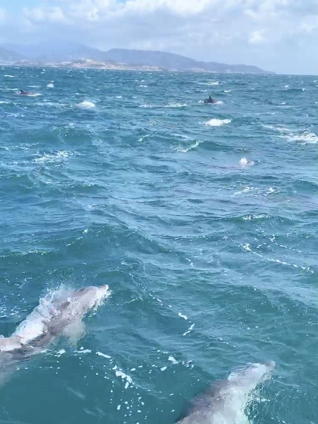 【天草観光】イルカに会える可能性90%以上🐬天草イルカウォッチング🐬