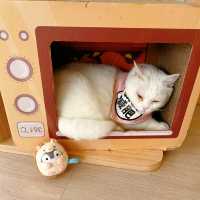 春日必訪貓貓cafe