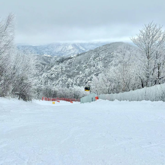 札幌國際滑雪場：豐富滑雪體驗