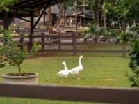 พิกัดที่พักเขาใหญ่ มีรถคลาสสิคเก๋ๆ